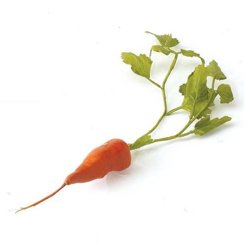 V-Carrot Small