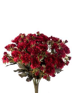 Mini Mum Bush Burgundy