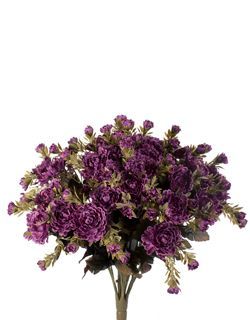Mini Mum Bush Plum